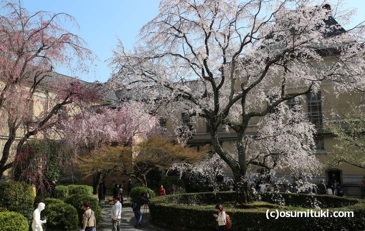 京都府庁の桜 観桜祭 祇園しだれ桜 満開 無料で花見が楽しめるスポット お墨付き