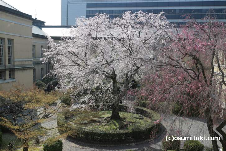 京都府庁の桜 観桜祭 祇園しだれ桜 満開 無料で花見が楽しめるスポット お墨付き