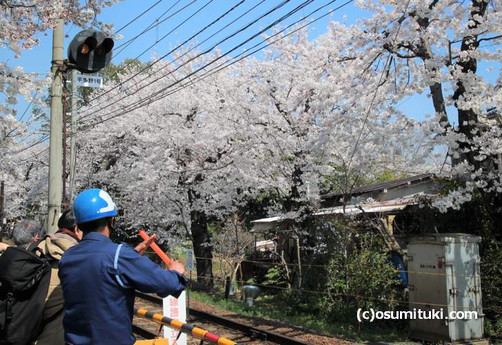 宇多野1号踏切から見た桜は満開でした(2018年3月28日撮影)