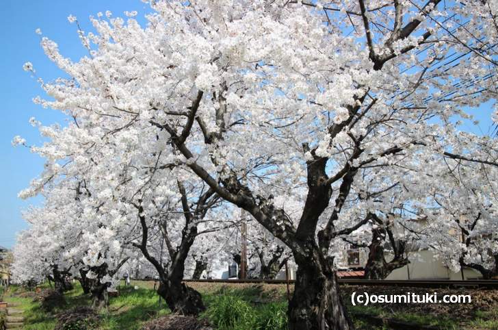 桜のトンネル 2018開花状況