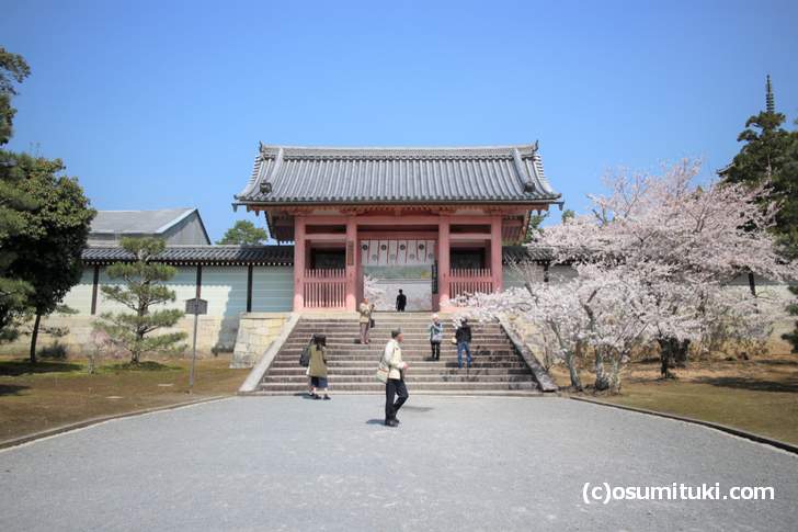 仁和寺の桜、ソメイヨシノはすでに満開となっています(2018年3月28日撮影)