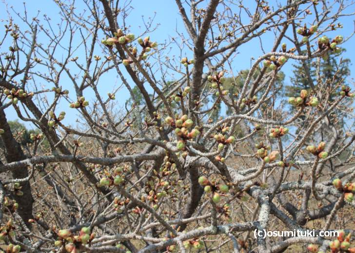 御室桜はツボミですが、4月3日頃に満開になりそうです