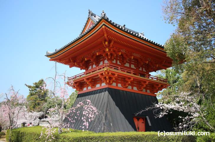 仁和寺の八重紅枝垂桜、ピンク色の花で満開でした(2018年3月28日)