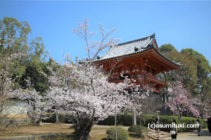 仁和寺(西門)の八枝垂桜は小さめですが数が多いです