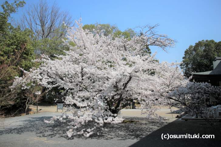 仁和寺(東門)の八枝垂桜は大きくで真っ白に咲いた桜を間近で見られます
