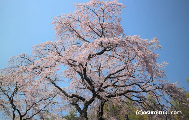 京都で大きな桜が見られる・・・この場所はどこ?