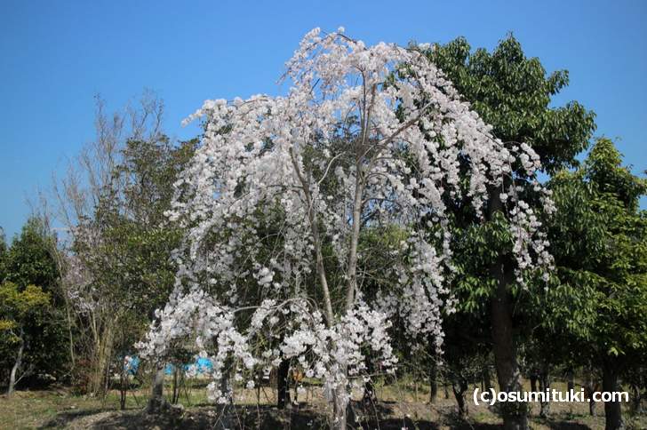 普段入れない敷地内を見てまわりました(2018年3月28日撮影)