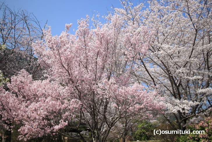 亀山地区では一番桜が多いスポット(2018年3月29日撮影)