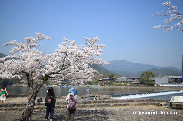 上流側に植わっている桜、人が少なめなので落ち着いた雰囲気です