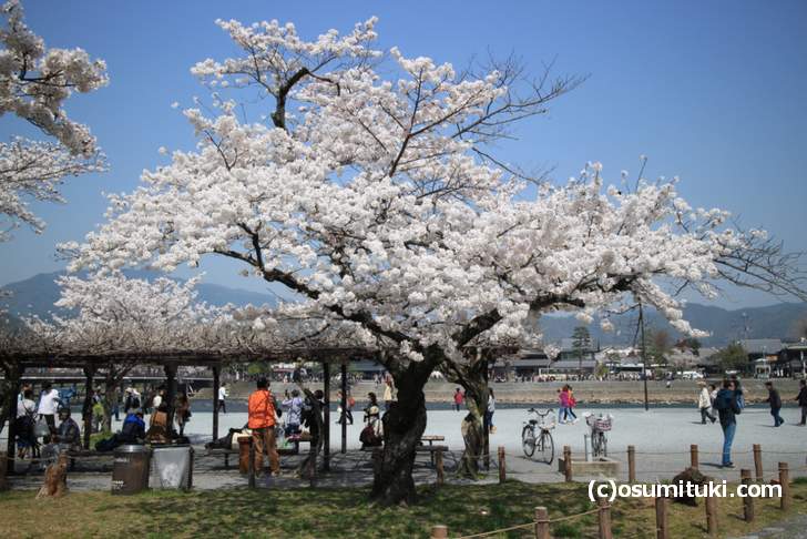 中之島地区(下流側)には大きな桜がたくさんあります(2018年3月29日撮影)