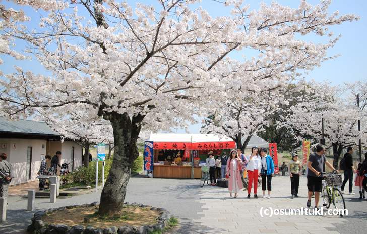 京都 嵐山 無料の桜スポット を全紹介 18年3月末開花状況は満開 お墨付き