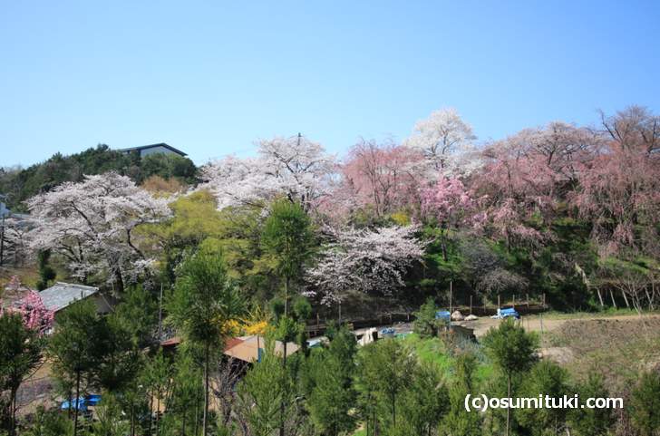 ソメイヨシノは満開、紅枝垂れ桜は3分咲き(2018年3月30日撮影)