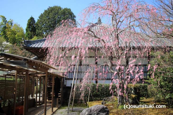 紅枝垂れ桜は満開です
