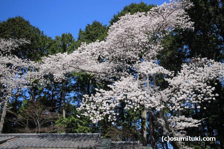 吉野大夫のお墓前にも桜の巨木があります