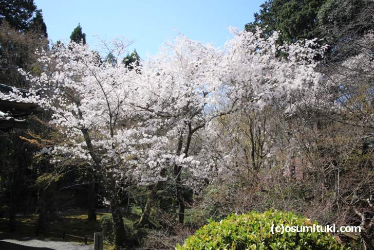 庭園に大きな桜がいくつもあります