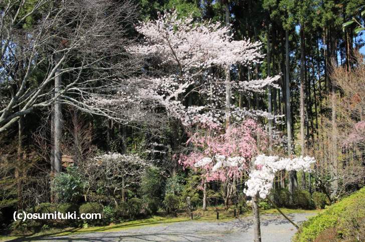空いているので、じっくりと桜を見ることができました