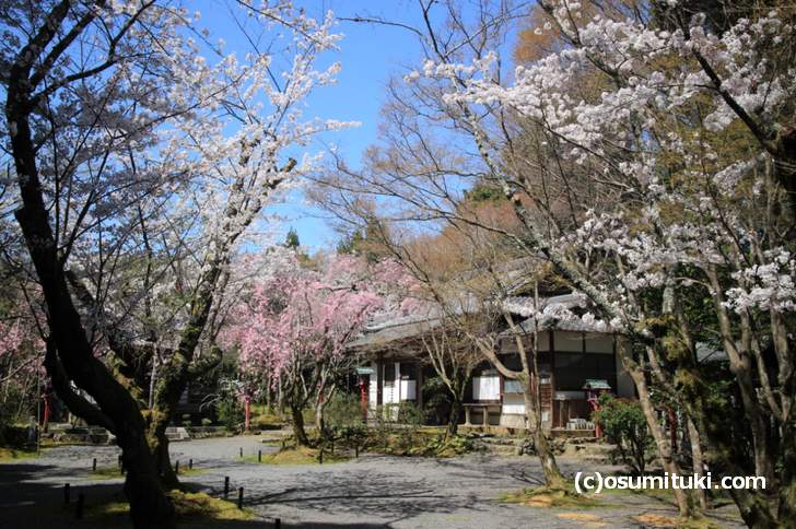 意外と知られていない桜の名所「常照寺」