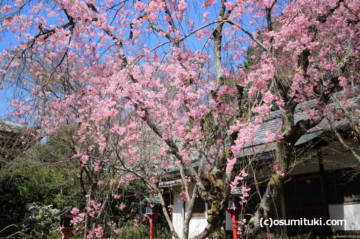 常照寺の桜は満開でした(2018年3月30日撮影)