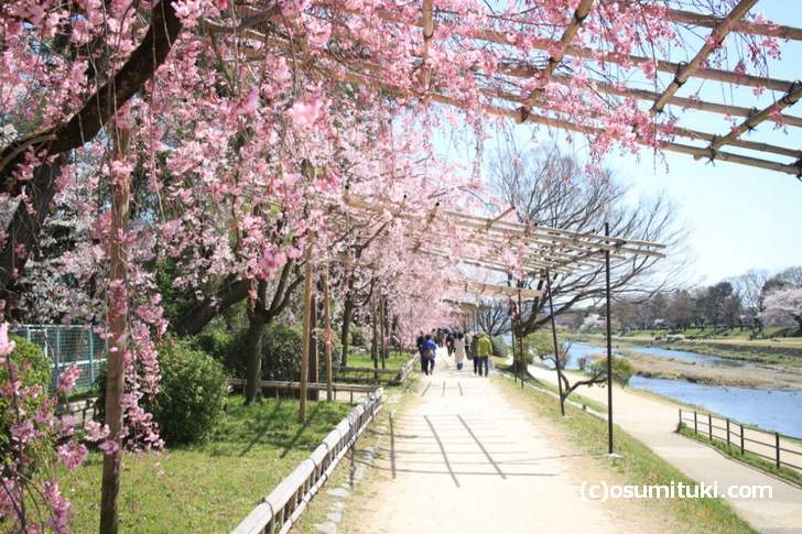 半木の道(なからぎのみち)の桜(2018年3月30日撮影)
