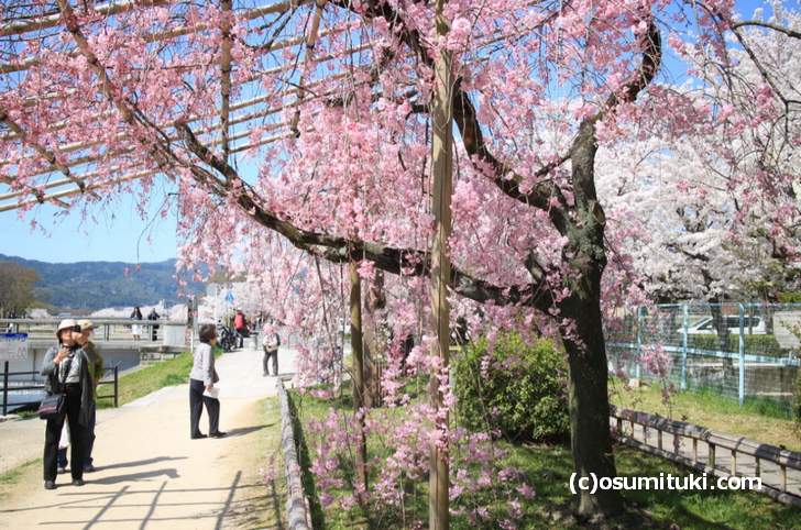 有料で桜を見せる名所よりもっとスゴイ桜の名所があります