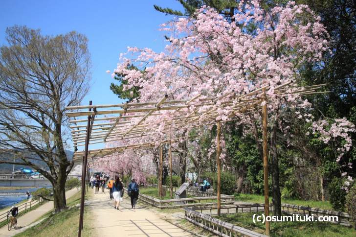 3月30日は風が強くて落花が多かったです