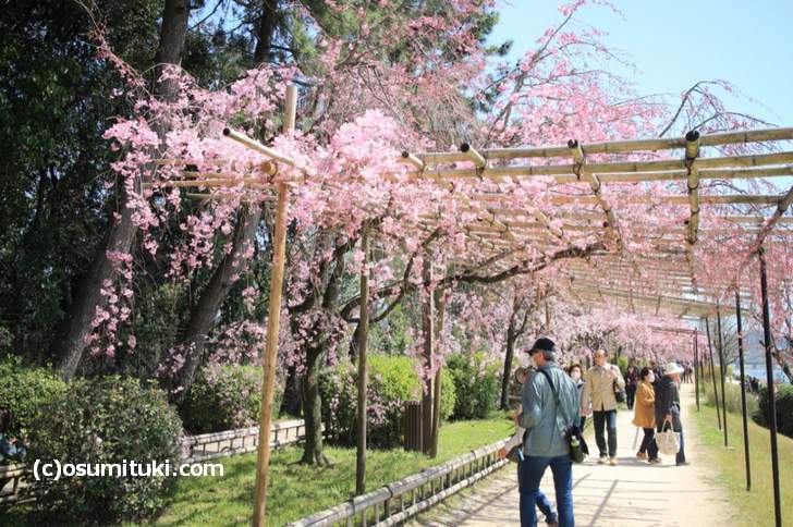 半木の道もキレイですが、地元民ほど上流で桜を見ます