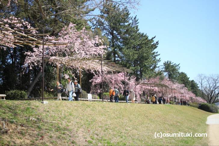 半木の道の桜は少しボリューム感に欠けるのです