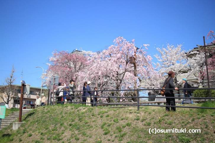 上流へ行くほど人は少なくなって、桜はボリュームを増していきます