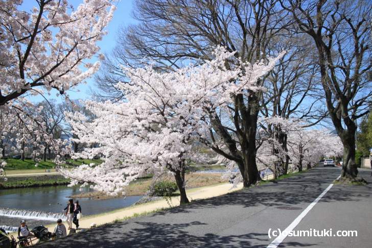 北山大橋~御薗橋までの桜(2018年3月30日撮影)