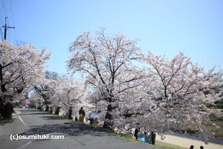 桜のボリュームが上流ほど増していきます(2018年3月30日撮影)