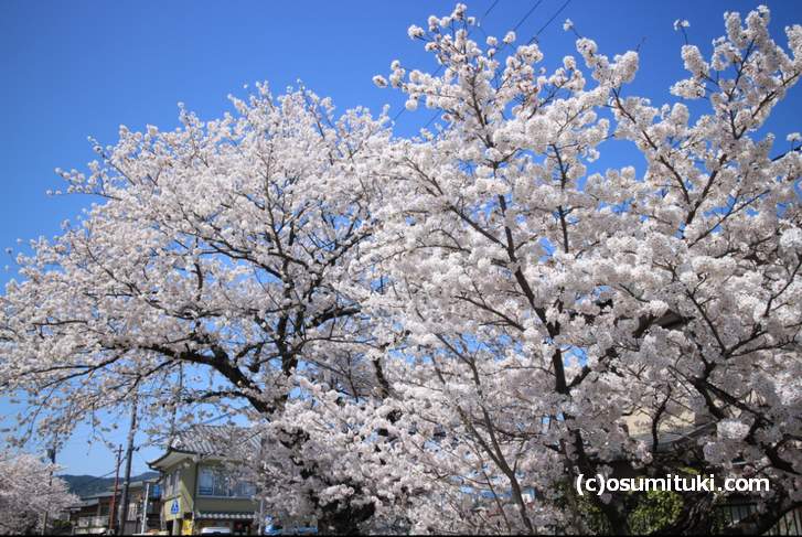 上流ほど桜は満開です(2018年3月30日撮影)