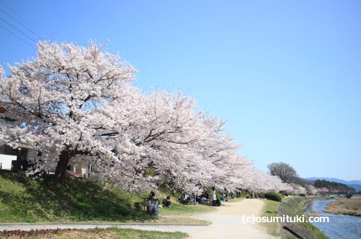 半木の道よりも圧倒的なボリュームの桜があります(2018年3月30日撮影)