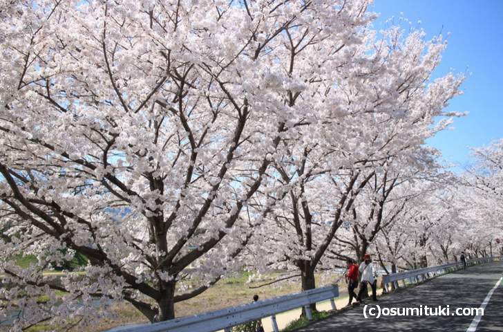 下流とは桜のボリュームが違います
