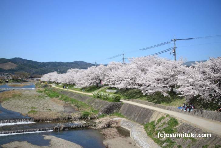 半木の道~鴨川上流の桜 2018年桜の開花情報まとめ