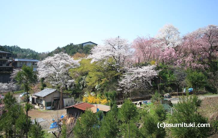 ソメイヨシノは満開、紅枝垂れ桜は6分咲き(2018年3月31日撮影)