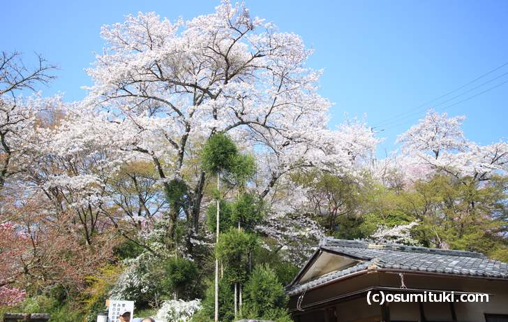 入口のソメイヨシノが完全な満開です(2018年3月31日撮影)