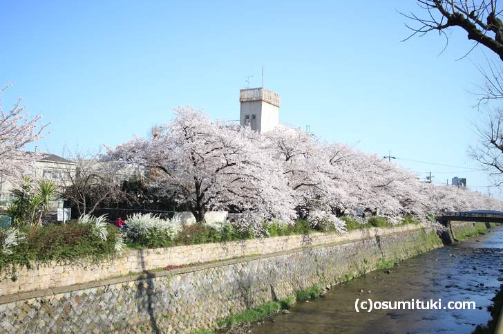 東の天神川には400m近くある桜並木があります(2018年3月30日撮影)
