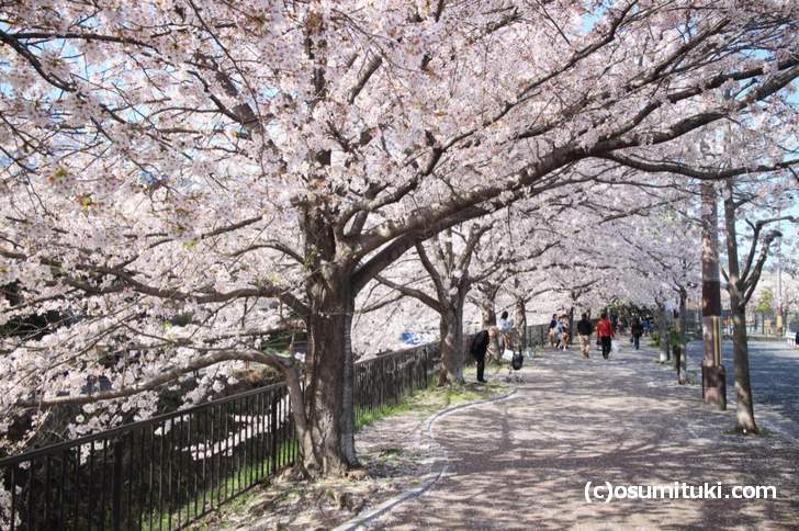 天神川から宇田川に少し入った場所にある桜並木(2018年3月30日撮影)