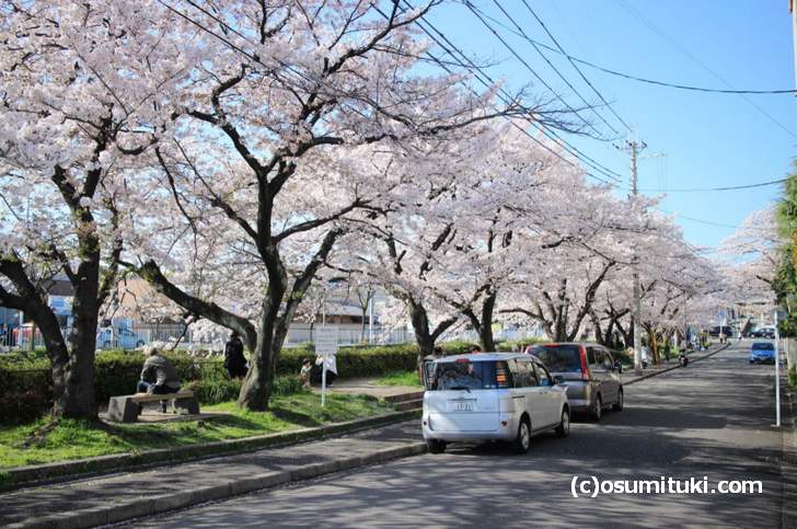 天神川の桜並木は全長1km弱ある長い並木道です(2018年3月30日撮影)