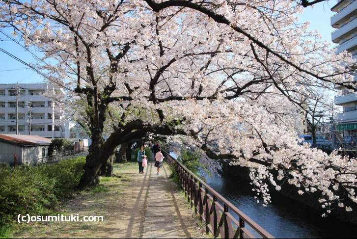 天神川沿いの散策道には桜がたくさん植わっています(2018年3月30日撮影)