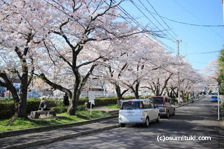 天神川高辻から四条通までの桜並木、花見の家族や近隣の会社員が多かったです(2018年3月30日撮影)