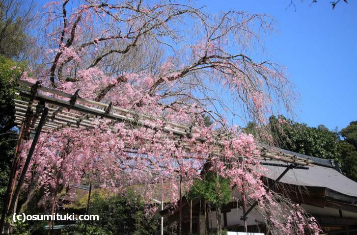 御阿禮(みあれ)の名が付くのが「みあれ桜」です(2018年3月30日撮影)