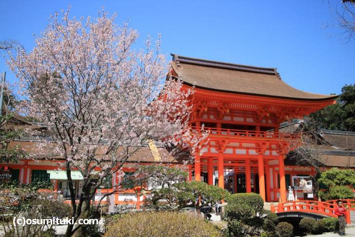 境内にある桜の多くが満開をむかえていました