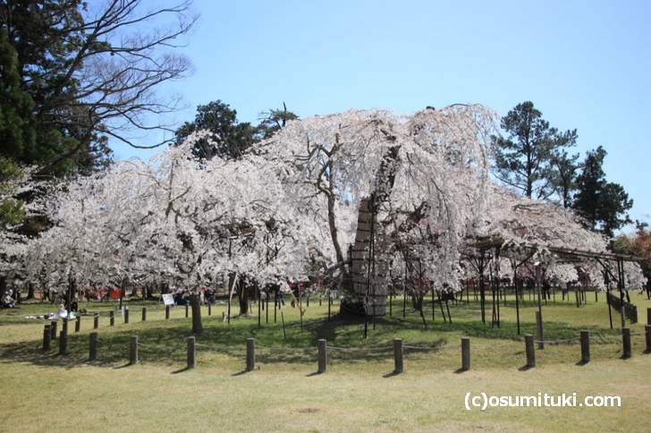 上賀茂神社の「御所桜」は見頃(2018年3月30日撮影)