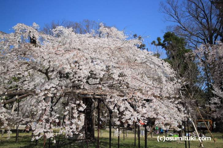 御所桜などが並ぶ参道にはゴザをひいて花見をする地元の方がいました