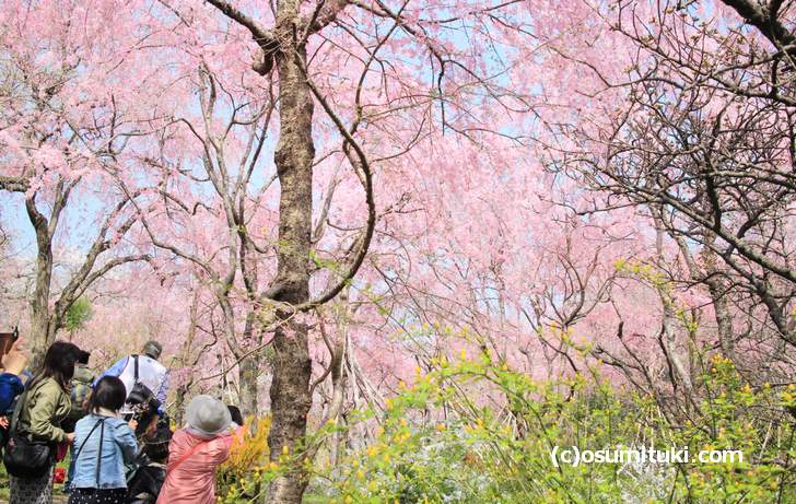 桜の満開を迎えた原谷苑(2018年4月1日朝撮影)