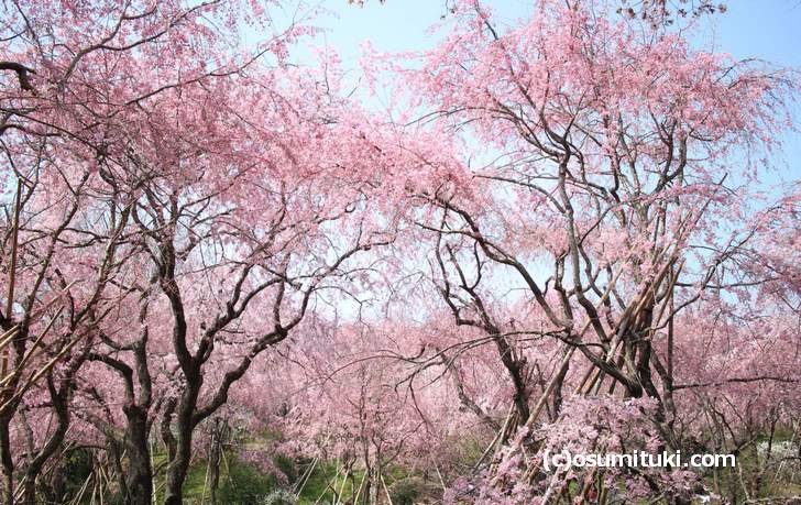 原谷苑に桜のシャワーが降り注いでいます(2018年4月1日撮影)