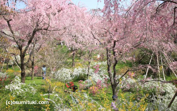 春の花と一緒に撮影もできます(2018年4月1日撮影)