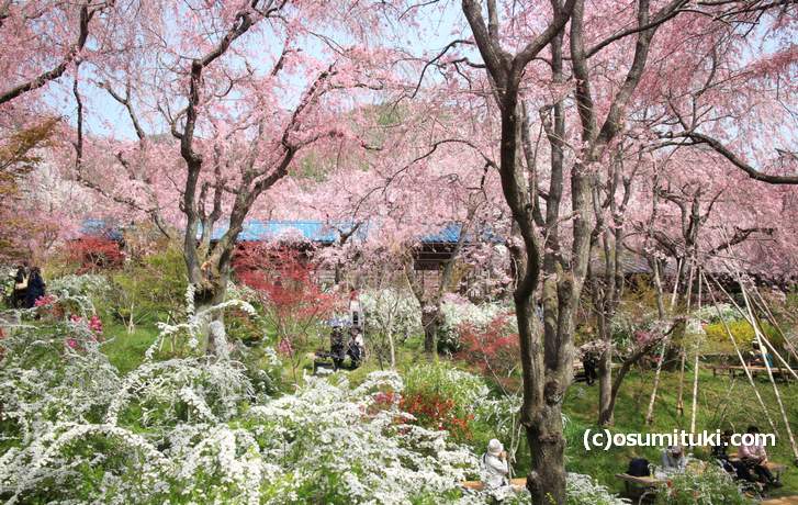 「茶屋」を眺め桜を見る(2018年4月1日撮影)