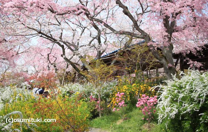 桜に囲まれた茶屋は絵になります(2018年4月1日撮影)
